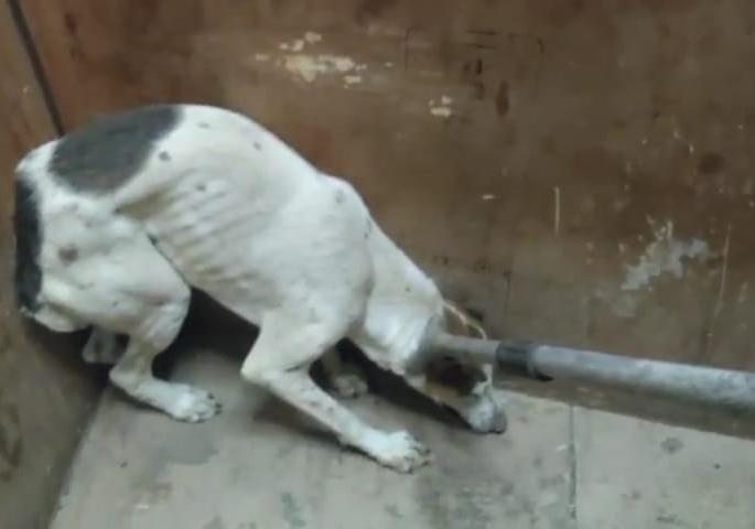 A stray dog stuck on the 18th floor was rescued after 48 hours by Paws | १८ व्या मजल्यावर अडकलेल्या भटक्या कुत्र्याची ४८ तासानंतर पॉजने केली सुटका A stray dog stuck on the 18th floor was rescued after 48 hours by Paws | १८ व्या मजल्यावर अडकलेल्या भटक्या कुत्र्याची ४८ तासानंतर पॉजने केली सुटका