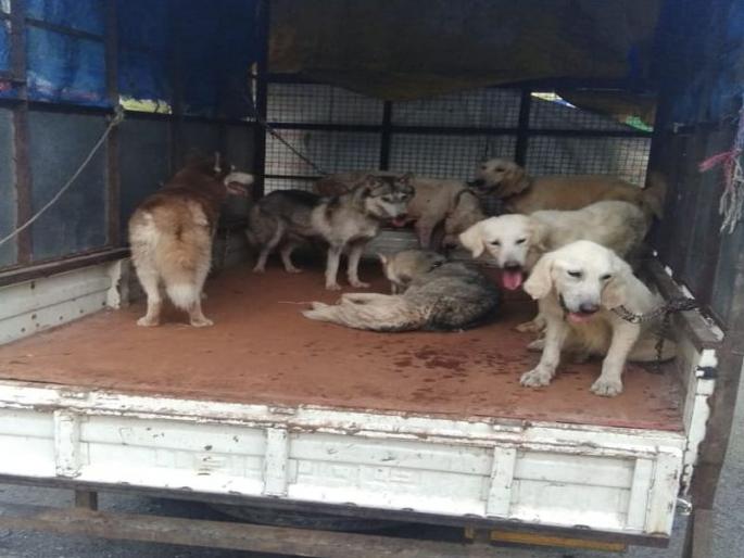 Crucifixion! The doctor has put 9 foreign dogs in a very pitiable state | क्रुरतेचा कळस! डॉक्टरने अत्यंत दयनीय अवस्थेत 9 परदेशी कुत्र्यांना ठेवलं डांबून Crucifixion! The doctor has put 9 foreign dogs in a very pitiable state | क्रुरतेचा कळस! डॉक्टरने अत्यंत दयनीय अवस्थेत 9 परदेशी कुत्र्यांना ठेवलं डांबून