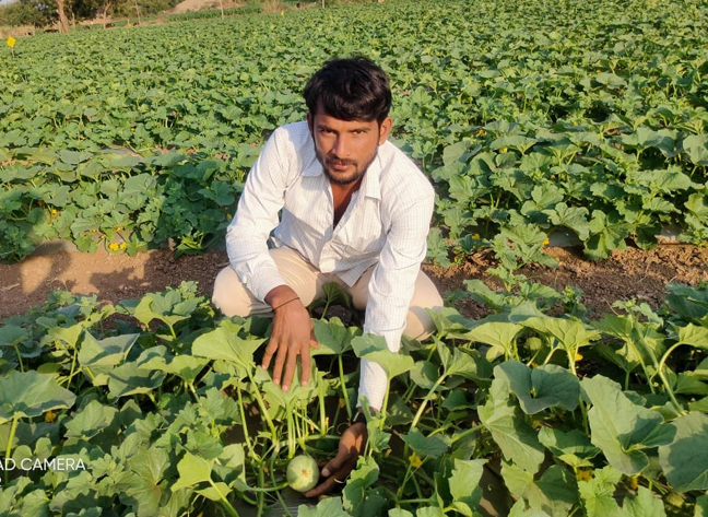 Four lakhs of watermelons were taken in 2 sets by organic fertilizer | सेंद्रिय खताद्वारे ३० गुंठ्यांत घेतले चार लाखांचे टरबूज Four lakhs of watermelons were taken in 2 sets by organic fertilizer | सेंद्रिय खताद्वारे ३० गुंठ्यांत घेतले चार लाखांचे टरबूज