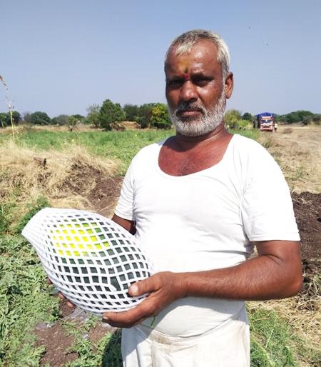 90 tonnes of fruit and acre taken in one acre yielded 2.5 lakhs | एकरात घेतले २९ टन फळपीक अन् उत्पन्न मिळवले अडीच लाख 90 tonnes of fruit and acre taken in one acre yielded 2.5 lakhs | एकरात घेतले २९ टन फळपीक अन् उत्पन्न मिळवले अडीच लाख