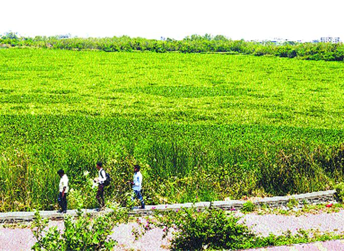 A 300-foot-long expansion of a waterfowl plant in one month | एका महिन्यात एका जलपर्णी रोपाचा तीनशेपट विस्तार A 300-foot-long expansion of a waterfowl plant in one month | एका महिन्यात एका जलपर्णी रोपाचा तीनशेपट विस्तार