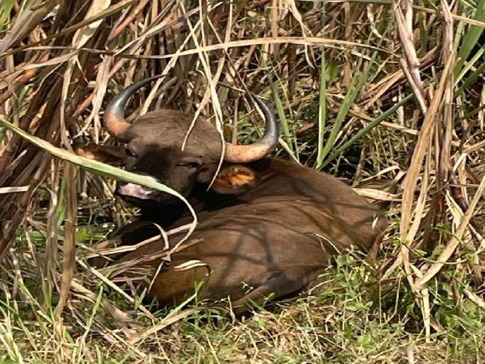 Gaur was found after three days of effort in Kameri sangli district | कामेरीत तीन दिवसांच्या प्रयत्नानंतर गवा सापडला, आजारपणामुळे अशक्त असल्याने उपचार सुरू Gaur was found after three days of effort in Kameri sangli district | कामेरीत तीन दिवसांच्या प्रयत्नानंतर गवा सापडला, आजारपणामुळे अशक्त असल्याने उपचार सुरू