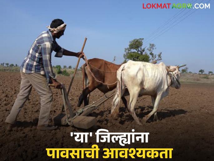 'These' seven districts in the state are still thirsty; crops will suffer a big loss if there is no rain | राज्यात 'हे' सात जिल्हे अजून तहानलेलेच; पाऊस न पडल्यास पिकांना मोठा फटका बसणार 'These' seven districts in the state are still thirsty; crops will suffer a big loss if there is no rain | राज्यात 'हे' सात जिल्हे अजून तहानलेलेच; पाऊस न पडल्यास पिकांना मोठा फटका बसणार