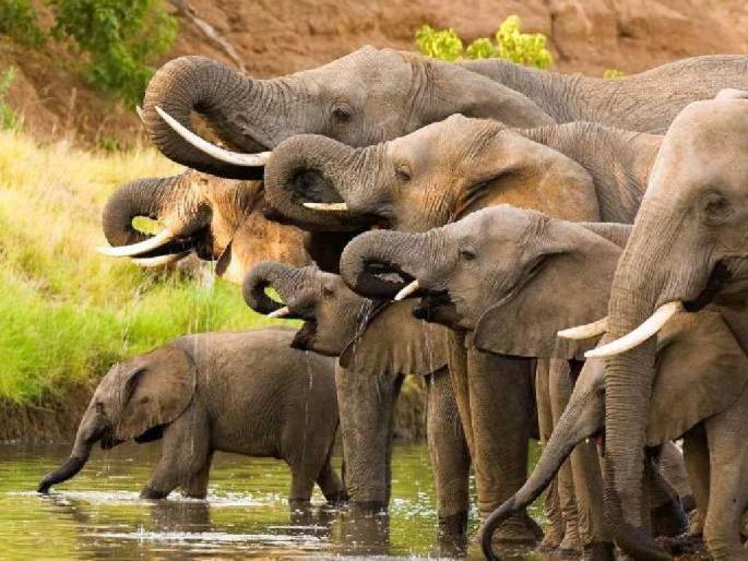 Elephants from Kamalapur will not be allowed to go to Gujarat; People's representatives of all parties, including the Forest Minister sudhir mungantiwar, expressed their opposition | कमलापूरचे हत्ती गुजरातला जाऊ देणार नाही; वनमंत्र्यांसह सर्वच पक्षांच्या लोकप्रतिनिधींनी व्यक्त केला विरोध Elephants from Kamalapur will not be allowed to go to Gujarat; People's representatives of all parties, including the Forest Minister sudhir mungantiwar, expressed their opposition | कमलापूरचे हत्ती गुजरातला जाऊ देणार नाही; वनमंत्र्यांसह सर्वच पक्षांच्या लोकप्रतिनिधींनी व्यक्त केला विरोध