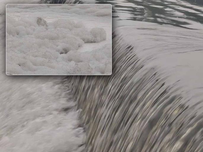 kamwari river in bhiwandi polluted during heavy rains white foam on the river due to release of chemicals | भर पावसात भिवंडीतील कामवारी नदी प्रदूषित; केमिकल सोडल्याने नदीवर पांढऱ्या फेसाचा तवंग kamwari river in bhiwandi polluted during heavy rains white foam on the river due to release of chemicals | भर पावसात भिवंडीतील कामवारी नदी प्रदूषित; केमिकल सोडल्याने नदीवर पांढऱ्या फेसाचा तवंग