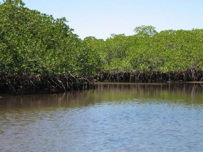 Kandalvan course does not get students student not even after extending the deadline twice there are still no applications | कांदळवनाच्या अभ्यासक्रमाला मिळेनात विद्यार्थी; दोन वेळा मुदत वाढवूनही अर्जच नाहीत Kandalvan course does not get students student not even after extending the deadline twice there are still no applications | कांदळवनाच्या अभ्यासक्रमाला मिळेनात विद्यार्थी; दोन वेळा मुदत वाढवूनही अर्जच नाहीत