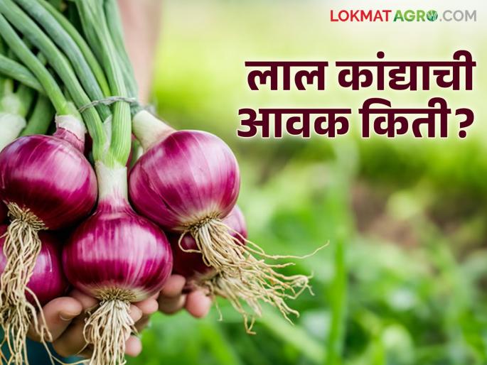 Kanda Market Update | Kanda Market Update : नाशिक जिल्ह्यात सव्वा लाख लाल कांद्याची आवक, आज काय भाव मिळाला? Kanda Market Update | Kanda Market Update : नाशिक जिल्ह्यात सव्वा लाख लाल कांद्याची आवक, आज काय भाव मिळाला?