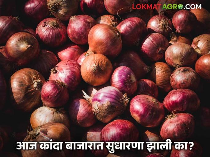 Latest News Kanda bajarbhav Arrival of summer onions increased more than red onions in Nashik district, read in detail | Kanda Bajarbhav : नाशिक जिल्ह्यात लाल कांद्यापेक्षा उन्हाळ कांद्याची आवक वाढली, वाचा सविस्तर  Latest News Kanda bajarbhav Arrival of summer onions increased more than red onions in Nashik district, read in detail | Kanda Bajarbhav : नाशिक जिल्ह्यात लाल कांद्यापेक्षा उन्हाळ कांद्याची आवक वाढली, वाचा सविस्तर