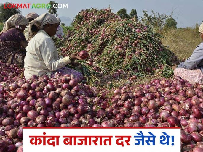 Latest News Kanda bajar bhav Red onion prices fall, summer onion market prices read in detail | Kanda Bajar Bhav : लाल कांदा दरात घसरण तर उन्हाळ कांदा बाजारभाव जैसे थे, वाचा सविस्तर