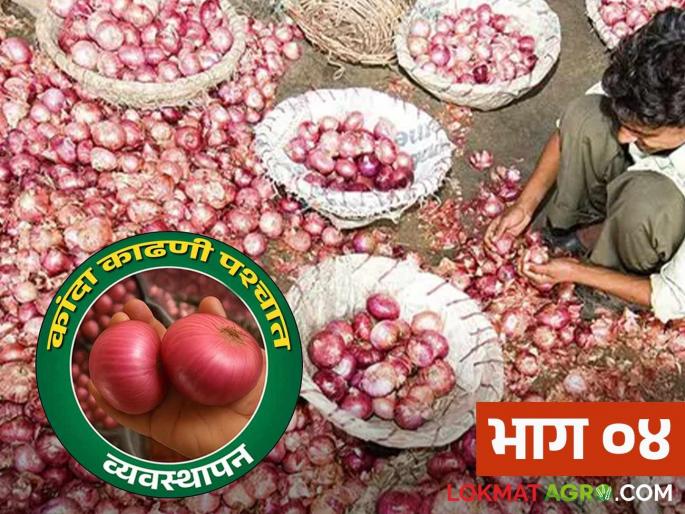 Latest News Kanda Sathavnuk onion chali is built properly, onion will not damage read in detail | Kanda Chal : कांदा चाळीची 'अशी' उभारणी करा, कांदा सडणार नाही, वाचा सविस्तर  Latest News Kanda Sathavnuk onion chali is built properly, onion will not damage read in detail | Kanda Chal : कांदा चाळीची 'अशी' उभारणी करा, कांदा सडणार नाही, वाचा सविस्तर