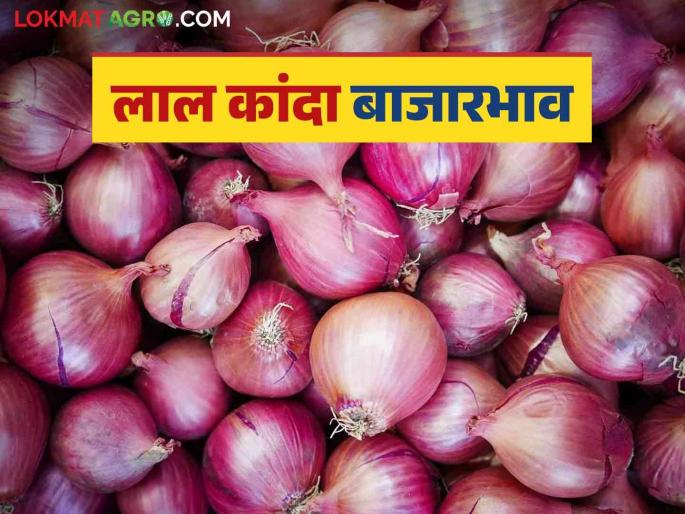 Kanda Market Update 91 thousand quintals of red onion inflow in Nashik district, see kanda bajarbhav | Kanda Market Update : नाशिक जिल्ह्यात लाल कांद्याची 91 हजार क्विंटलची आवक, काय भाव मिळाला? Kanda Market Update 91 thousand quintals of red onion inflow in Nashik district, see kanda bajarbhav | Kanda Market Update : नाशिक जिल्ह्यात लाल कांद्याची 91 हजार क्विंटलची आवक, काय भाव मिळाला?
