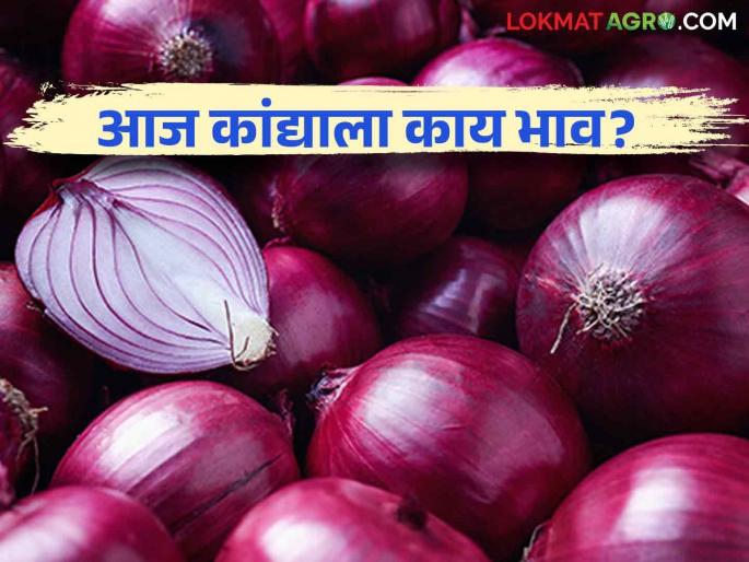 Latest News Kanda Bajarbhav summer and pole onions market price in Nashik district Read in details | Kanda Bajarbhav : नाशिक जिल्ह्यात उन्हाळ आणि पोळ कांद्याला काय भाव मिळतोय? वाचा आजचे बाजारभाव Latest News Kanda Bajarbhav summer and pole onions market price in Nashik district Read in details | Kanda Bajarbhav : नाशिक जिल्ह्यात उन्हाळ आणि पोळ कांद्याला काय भाव मिळतोय? वाचा आजचे बाजारभाव
