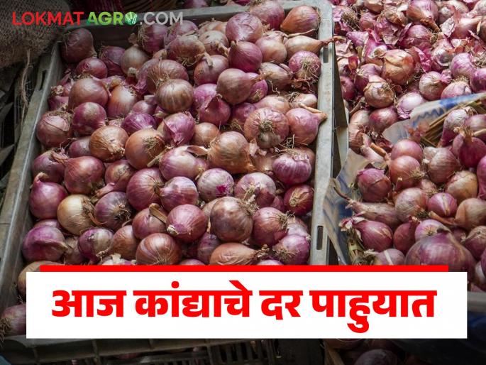 Latest news Kanda market onions have fallen by Rs 200 in Solapur,see prices in Nashik district | Kanda Market : सोलापूरला कांदे 200 रुपयांनी घसरले, नाशिक जिल्ह्यात काय भाव सुरूय? 
