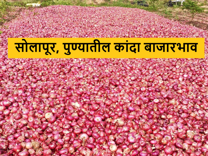 Latest News todays kanda bajarbhav Solapur, Pune, Nashik onion market price | Kanda Bajarbhav : सोलापूर, पुणे, नाशिक बाजारात कांद्याला काय भाव मिळाला? वाचा आजचे बाजारभाव Latest News todays kanda bajarbhav Solapur, Pune, Nashik onion market price | Kanda Bajarbhav : सोलापूर, पुणे, नाशिक बाजारात कांद्याला काय भाव मिळाला? वाचा आजचे बाजारभाव
