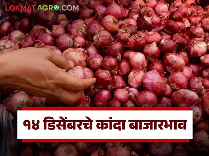 Latest News Kanda Bajarbhav Arrivals increased in Pune market on Sunday, read today's onion market price | Kanda Bajarbhav : रविवारी पुणे मार्केटमध्ये आवक वाढली, वाचा आजचे कांदा बाजारभाव Latest News Kanda Bajarbhav Arrivals increased in Pune market on Sunday, read today's onion market price | Kanda Bajarbhav : रविवारी पुणे मार्केटमध्ये आवक वाढली, वाचा आजचे कांदा बाजारभाव