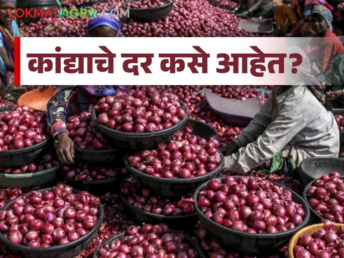 Latest News Kanda Bajar Bhav price of onion in which district in maharashtra Read in detail | Kanda Bajar Bhav : राज्यात कांद्याला कुठल्या जिल्ह्यात काय भाव मिळतोय? वाचा सविस्तर 