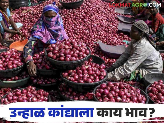 Latest News Kanda Bajarbhav red onion market price in Solapur and Lasalgaon kanda market, see details | Kanda Bajarbhav : सोलापूर आणि लासलगाव बाजारात लाल कांद्याला काय भाव मिळाला, वाचा आजचे बाजारभाव Latest News Kanda Bajarbhav red onion market price in Solapur and Lasalgaon kanda market, see details | Kanda Bajarbhav : सोलापूर आणि लासलगाव बाजारात लाल कांद्याला काय भाव मिळाला, वाचा आजचे बाजारभाव