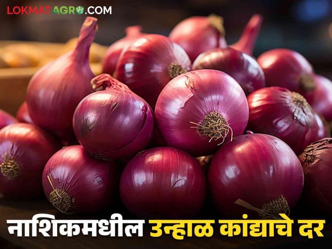 Latest News Kanda Bajarbhav Onion arrival increased in solapur district today, see nashik kanda market | Kanda Bajarbhav : आज 'या' जिल्ह्यात कांद्याची आवक वाढली, वाचा आजचे बाजारभाव