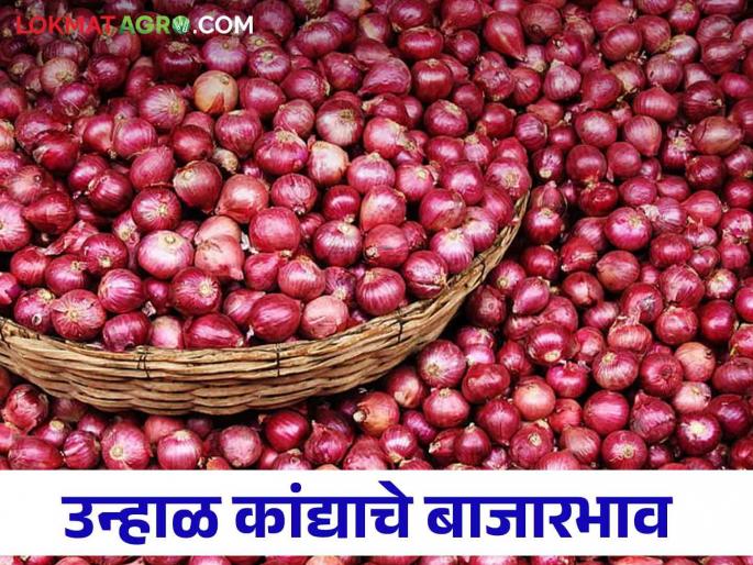 Latest news Kanda Bajarbhav today summer onion price in Nashik Read today's market prices | Kanda Bajarbhav : नाशिकमध्ये उन्हाळ कांद्याला काय भाव मिळाला? वाचा आजचे बाजारभाव Latest news Kanda Bajarbhav today summer onion price in Nashik Read today's market prices | Kanda Bajarbhav : नाशिकमध्ये उन्हाळ कांद्याला काय भाव मिळाला? वाचा आजचे बाजारभाव