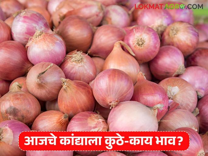 Latest News Kanda Bajar Bhav Nashik onion market prices are lower than Lasalgaon, see details | Kanda Bajar Bhav : लासलगावपेक्षा नाशिक कांदा मार्केटला दर कमी, आज काय भाव मिळाले? Latest News Kanda Bajar Bhav Nashik onion market prices are lower than Lasalgaon, see details | Kanda Bajar Bhav : लासलगावपेक्षा नाशिक कांदा मार्केटला दर कमी, आज काय भाव मिळाले?