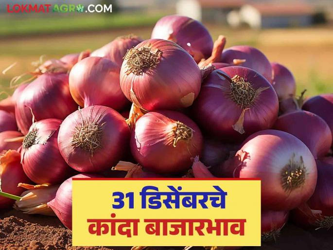 Latest News Kanda market red onion prices on December 31 see today kanda bajarbhav | Kanda Market Update : 31 डिसेंबरला लाल कांदा दरात फरक पडला, वाचा आजचे बाजारभाव Latest News Kanda market red onion prices on December 31 see today kanda bajarbhav | Kanda Market Update : 31 डिसेंबरला लाल कांदा दरात फरक पडला, वाचा आजचे बाजारभाव
