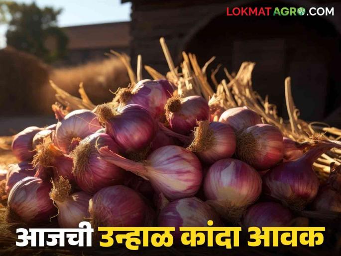 Latest News Kanda Bajarbhav Red onion arrival increased in Solapur but market down know today's market price | Kanda Bajarbhav : सोलापुरात लाल कांदा आवक वाढली, मात्र...जाणून घ्या आजचे बाजारभाव Latest News Kanda Bajarbhav Red onion arrival increased in Solapur but market down know today's market price | Kanda Bajarbhav : सोलापुरात लाल कांदा आवक वाढली, मात्र...जाणून घ्या आजचे बाजारभाव