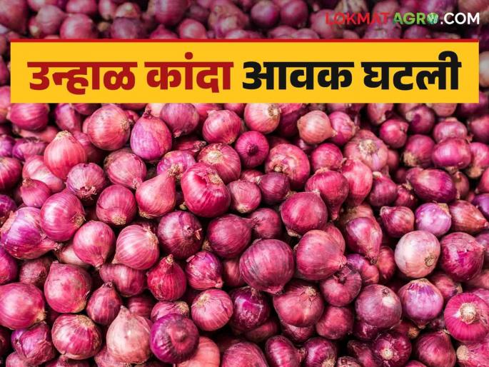 Latest News Kanda Market 55 thousand quintals of red onion arrived in Ahmednagar district, read in details | Kanda Market : अहिल्यानगर जिल्ह्यात 55 हजार क्विंटल लाल कांदा आला, वाचा आजचे बाजारभाव Latest News Kanda Market 55 thousand quintals of red onion arrived in Ahmednagar district, read in details | Kanda Market : अहिल्यानगर जिल्ह्यात 55 हजार क्विंटल लाल कांदा आला, वाचा आजचे बाजारभाव