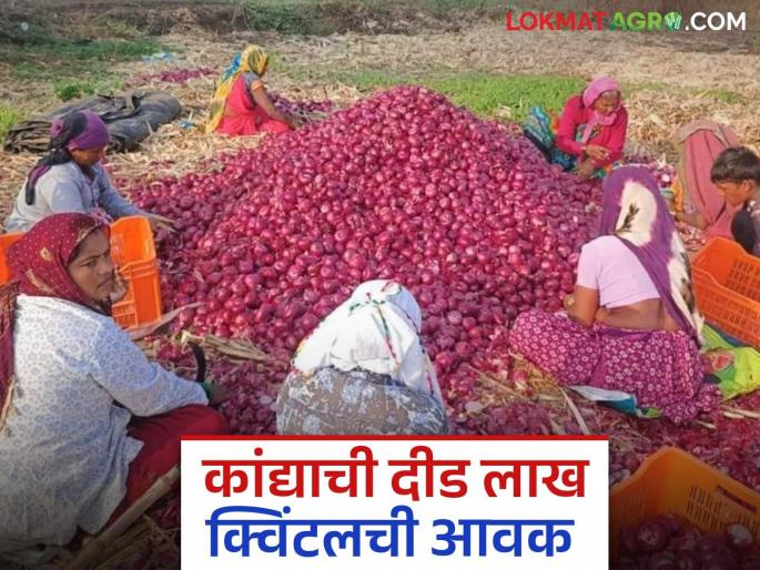 Latest News Kanda bajar Bhav Onion prices down again in Solapur market, todays onion market rates in maharashtra | Kanda Bajar Bhav : सोलापूर बाजारात कांदा दर आणखी घसरले, वाचा काय मिळतोय दर? 