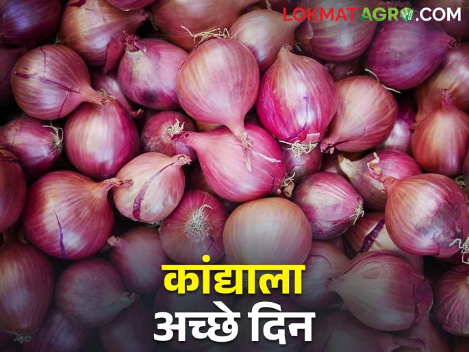 onion Incoming decreased; Onion got the highest market price in Solapur | Onion Market आवक घटली; कांद्याला सोलापुरात मिळाला सर्वाधिक बाजारभाव onion Incoming decreased; Onion got the highest market price in Solapur | Onion Market आवक घटली; कांद्याला सोलापुरात मिळाला सर्वाधिक बाजारभाव