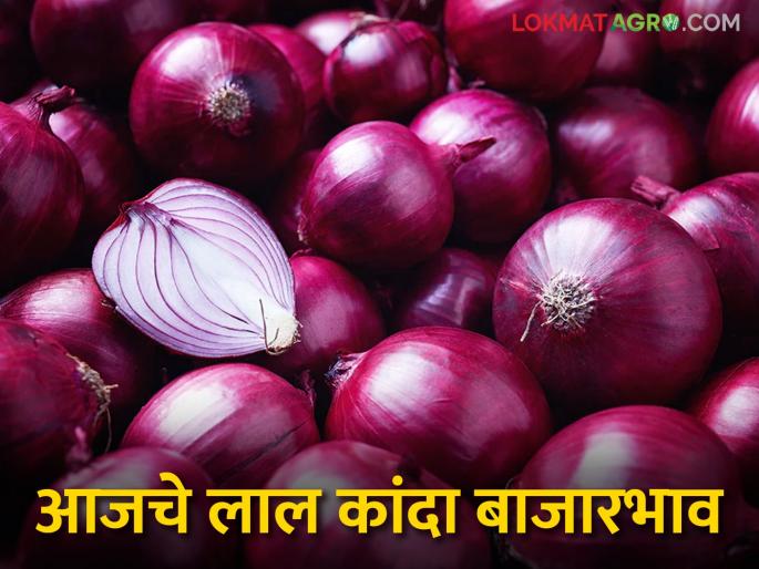 Latest News kanda bajarbhav see todays kanda market price in Solapur, Nashik districts Read in detail | Kanda Market Update : कांदा बाजारभावात दिलासा, सोलापूर, नाशिक जिल्ह्यात काय भाव मिळाला? वाचा सविस्तर
