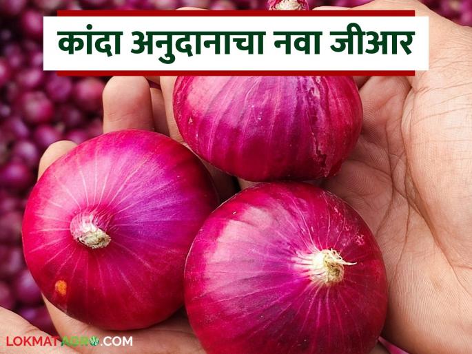 Kanda Anudan : Revised GR of Onion subsidy scheme has come; Changes in subsidy for this district | Kanda Anudan : कांदा अनुदान योजनेचा सुधारित जीआर आला; या जिल्ह्याच्या अनुदानात बदल