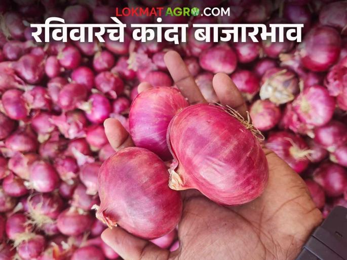 Latest News Kanda Bajar Bhav todays onion market from Dharashiv to Pune markets see details | Kanda Bajar Bhav : धाराशिव ते पुणे बाजारात कांद्याला काय दर मिळतोय? वाचा आजचे बाजारभाव Latest News Kanda Bajar Bhav todays onion market from Dharashiv to Pune markets see details | Kanda Bajar Bhav : धाराशिव ते पुणे बाजारात कांद्याला काय दर मिळतोय? वाचा आजचे बाजारभाव