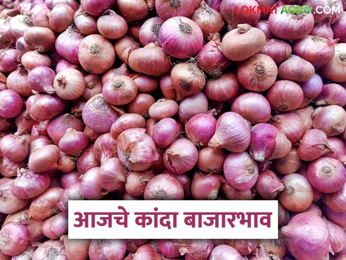 latest News Kanda Bajar Bhav Onion arrival in maharashtra is 02 lakh 30 thousand quintals, see market prices | Kanda Bajar Bhav : राज्यात कांद्याची 02 लाख 30 हजार क्विंटलची आवक, काय मिळतोय दर? latest News Kanda Bajar Bhav Onion arrival in maharashtra is 02 lakh 30 thousand quintals, see market prices | Kanda Bajar Bhav : राज्यात कांद्याची 02 लाख 30 हजार क्विंटलची आवक, काय मिळतोय दर?