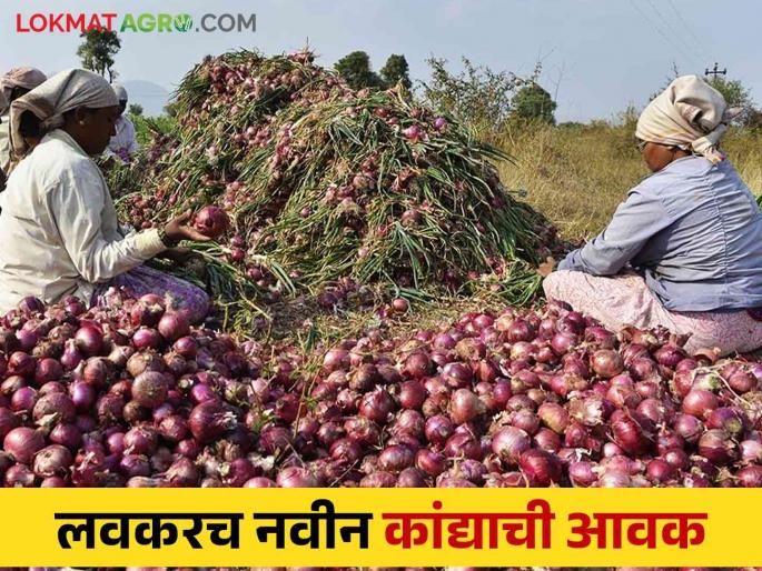 Onion harvesting will start in next 15 days in Solapur district | सोलापूर जिल्ह्यात येत्या १५ दिवसात कांदा काढणीला होणार सुरवात Onion harvesting will start in next 15 days in Solapur district | सोलापूर जिल्ह्यात येत्या १५ दिवसात कांदा काढणीला होणार सुरवात