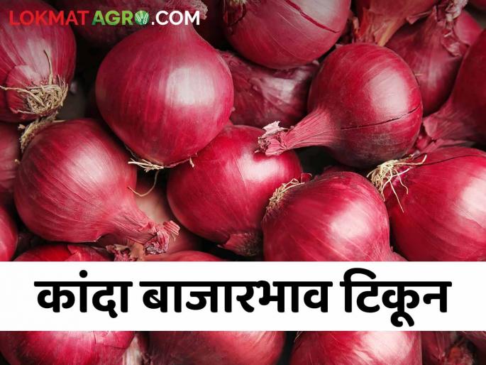 Latest news Onion market price in Nashik district, kanda market rate of last seven days?  | Kanda Bajarbhav : नाशिक जिल्ह्यात कांदा बाजारभाव टिकून, मागील सात दिवसांचा दर कसा राहिला?  Latest news Onion market price in Nashik district, kanda market rate of last seven days?  | Kanda Bajarbhav : नाशिक जिल्ह्यात कांदा बाजारभाव टिकून, मागील सात दिवसांचा दर कसा राहिला?