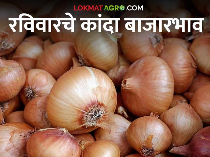 Latest news Kanda Market Update see market price Pune, ahmedNagar market Read today's market price | Kanda Market Update : पुणे, नगर बाजारात काय भाव मिळाला? वाचा आजचे बाजारभाव Latest news Kanda Market Update see market price Pune, ahmedNagar market Read today's market price | Kanda Market Update : पुणे, नगर बाजारात काय भाव मिळाला? वाचा आजचे बाजारभाव