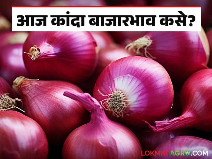 Latest News Kanda Bajarbhav Inflow in Solapur market falls, Onion rate Increased see todays kanda market price | Kanda Bajarbhav : सोलापुर बाजारात आवक घसरली, दरात सुधारणा, वाचा आजचे कांदा बाजारभाव Latest News Kanda Bajarbhav Inflow in Solapur market falls, Onion rate Increased see todays kanda market price | Kanda Bajarbhav : सोलापुर बाजारात आवक घसरली, दरात सुधारणा, वाचा आजचे कांदा बाजारभाव