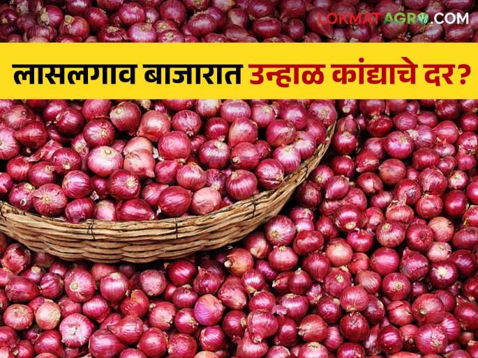 Latest news Todays onion market in lasalgaon market yard check here kanda bajarbhav | Onion Market : लासलगावसह अन्य बाजार समितीत उन्हाळ कांद्याचा भाव काय? जाणून घ्या सविस्तर Latest news Todays onion market in lasalgaon market yard check here kanda bajarbhav | Onion Market : लासलगावसह अन्य बाजार समितीत उन्हाळ कांद्याचा भाव काय? जाणून घ्या सविस्तर