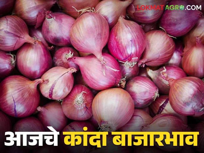 Latest News Kanda Bajarbhav Inflow of 74 thousand quintals of red onion in Solapur, Nashik district, todays onion market update | Kanda Bajarbhav : सोलापूर, नाशिक जिल्ह्यात लाल कांद्याची 74 हजार क्विंटलची आवक, वाचा आजचे बाजारभाव