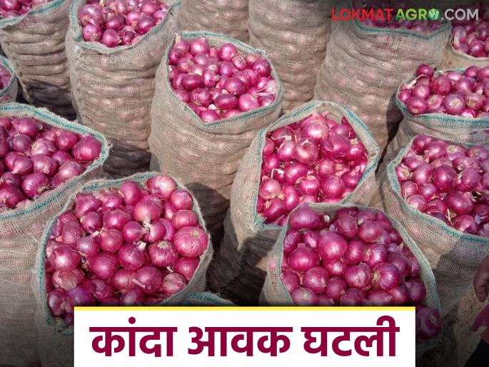 Solapur Kanda Market : Onion arrivals in Solapur Market Committee have decreased by 50 percent; How are prices being obtained? | Solapur Kanda Market : सोलापूर बाजार समितीत कांद्याची आवक ५० टक्क्यांनी घटली; कसा मिळतोय दर