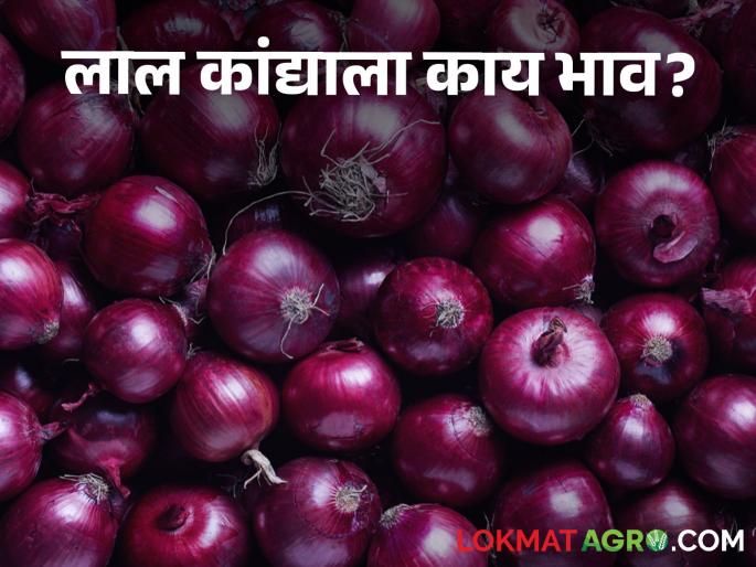 Latest news Todays Onion Bajarbhav In nashik market yards check here onion market price | Onion Bajarbhav : रामटेक बाजारात उन्हाळ कांद्याला काय भाव मिळाला? वाचा सविस्तर बाजारभाव Latest news Todays Onion Bajarbhav In nashik market yards check here onion market price | Onion Bajarbhav : रामटेक बाजारात उन्हाळ कांद्याला काय भाव मिळाला? वाचा सविस्तर बाजारभाव