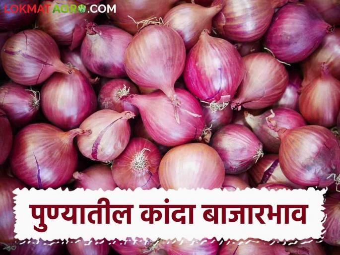 :Latest News Kanda bajarbhav Onion Market price in Ahmednagar, Pune kanda market Know in detail | Kanda Market : आज अहमदनगर, पुण्यात कांद्याला काय भाव मिळाला? जाणून घ्या सविस्तर 