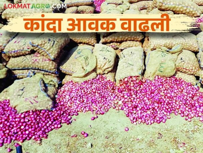 Kanda Bajar Bhav : Onion arrivals increased in Srirampur Bazaar Committee Increase in price of high quality onions | Kanda Bajar Bhav : श्रीरामपूर बाजार समितीत कांदा आवक वाढली उच्च प्रतीच्या कांद्याच्या भावात वाढ Kanda Bajar Bhav : Onion arrivals increased in Srirampur Bazaar Committee Increase in price of high quality onions | Kanda Bajar Bhav : श्रीरामपूर बाजार समितीत कांदा आवक वाढली उच्च प्रतीच्या कांद्याच्या भावात वाढ