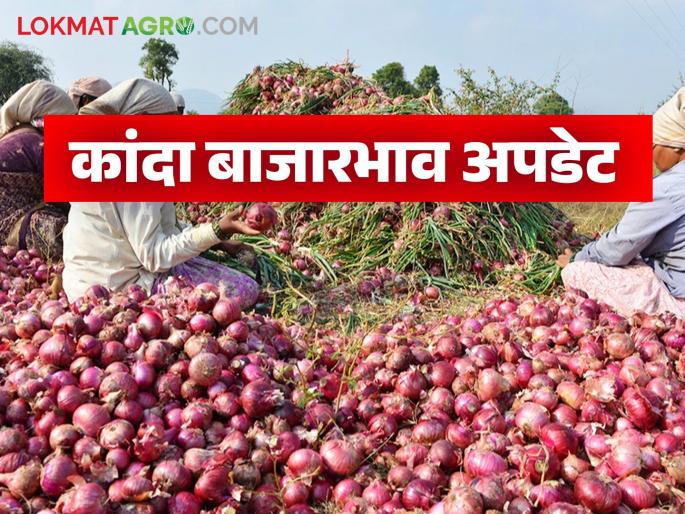 Latest news kanda bajarbhav see onion market price after removal of export duty Read in detail | Kanda Bajarbhav : निर्यातशुल्क हटविण्याच्या निर्णयानंतर कांद्याला काय भाव मिळाला? वाचा सविस्तर  Latest news kanda bajarbhav see onion market price after removal of export duty Read in detail | Kanda Bajarbhav : निर्यातशुल्क हटविण्याच्या निर्णयानंतर कांद्याला काय भाव मिळाला? वाचा सविस्तर