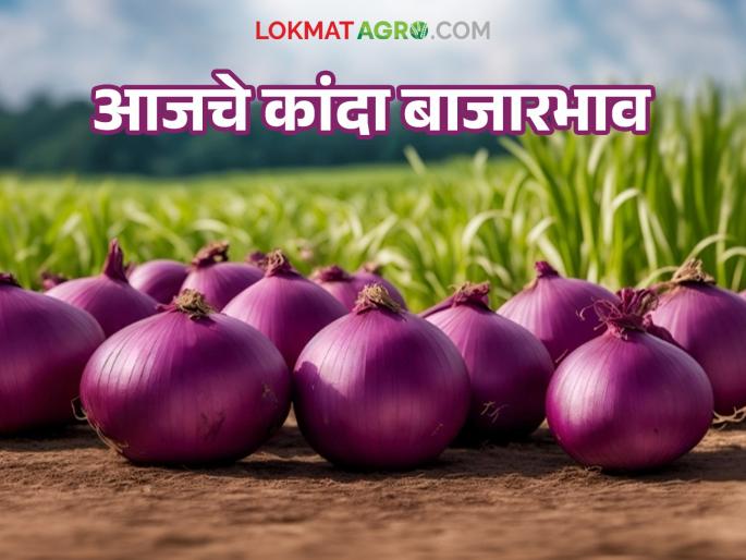 Latest News Kanda Market Update Highest arrival of red onion in Ahilyanagar district, see Todays Kanda Bajarbhav | Kanda Market Update : अहिल्यानगर जिल्ह्यात लाल कांद्याची सर्वाधिक आवक, वाचा आजचे बाजारभाव Latest News Kanda Market Update Highest arrival of red onion in Ahilyanagar district, see Todays Kanda Bajarbhav | Kanda Market Update : अहिल्यानगर जिल्ह्यात लाल कांद्याची सर्वाधिक आवक, वाचा आजचे बाजारभाव