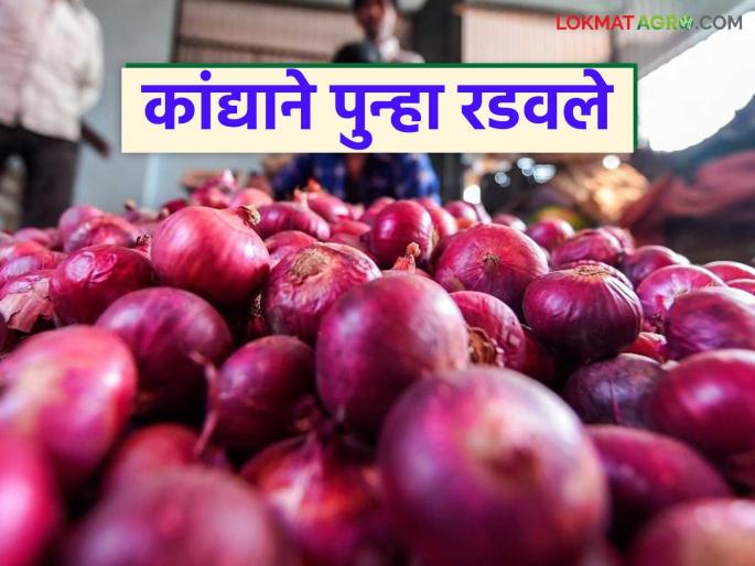 latest news Kanda Market Update: kanda prices have collapsed; Farmers' hard work is rewarded with only 'so much' rupees | Kanda Market Update: कांद्याचा भाव कोसळला; शेतकऱ्यांच्या मेहनतीला फक्त 'इतक्या' रुपयांचा मोबदला