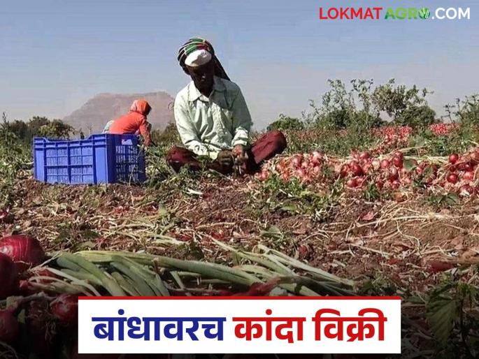 Latest News Kanda Market Update Onion sale in field as alternative to labor, transportation costs | Kanda Market :नाशिकचे कांदा उत्पादक शेतकरी बांधावरच कांदा विक्री का करत आहेत? Latest News Kanda Market Update Onion sale in field as alternative to labor, transportation costs | Kanda Market :नाशिकचे कांदा उत्पादक शेतकरी बांधावरच कांदा विक्री का करत आहेत?