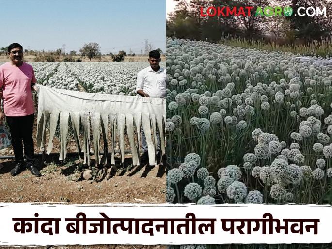 Latest News Kanda farming Bees are not needed for pollination of onion flowers, try this trick | Kanda Farming : कांदा फुलात परागीभवनासाठी मधमाशाचं नाही, 'हे' करून पहा, वाचा सविस्तर  Latest News Kanda farming Bees are not needed for pollination of onion flowers, try this trick | Kanda Farming : कांदा फुलात परागीभवनासाठी मधमाशाचं नाही, 'हे' करून पहा, वाचा सविस्तर