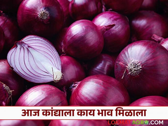 Latest News Kanda Bajarbhav Todays onion price in Mumbai onion-potato market see details | Kanda Bajar Bhav : मुंबई कांदा-बटाटा मार्केटमध्ये कांद्याला काय भाव मिळतोय? वाचा आजचे दर  Latest News Kanda Bajarbhav Todays onion price in Mumbai onion-potato market see details | Kanda Bajar Bhav : मुंबई कांदा-बटाटा मार्केटमध्ये कांद्याला काय भाव मिळतोय? वाचा आजचे दर