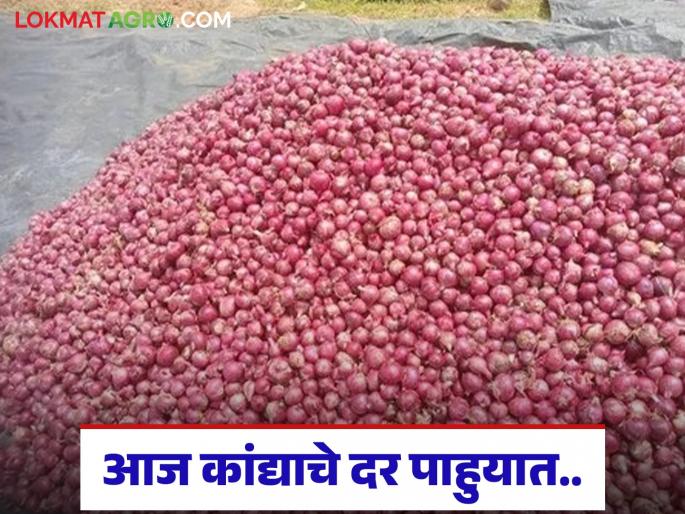 Latest News Kanda Market White onion prices better than red in Solapur market, today's detailed onion market price | सोलापूर मार्केटमध्ये लालपेक्षा पांढऱ्या कांद्याला चांगले दर, आजचे सविस्तर कांदा बाजारभाव Latest News Kanda Market White onion prices better than red in Solapur market, today's detailed onion market price | सोलापूर मार्केटमध्ये लालपेक्षा पांढऱ्या कांद्याला चांगले दर, आजचे सविस्तर कांदा बाजारभाव